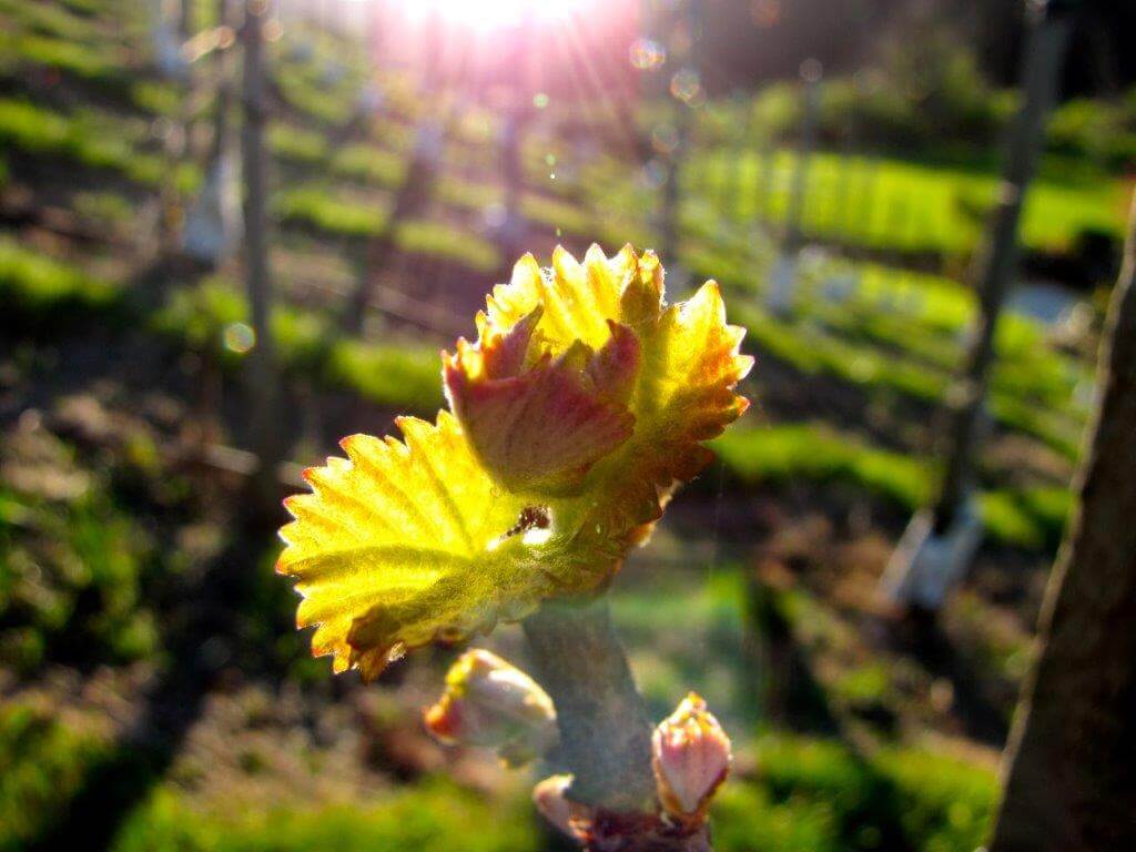 Beauty Of A Flower Shared By Pampers Escape Beauty Therapy Clinic In Blenheim Marlborough